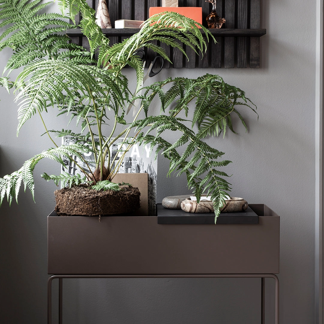 Plant Box